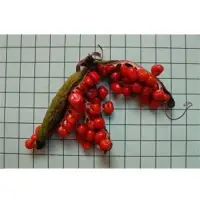 Gloriosa Superba Seeds