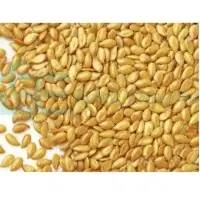 Sesame Seeds