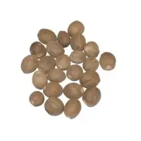 Nutmeg