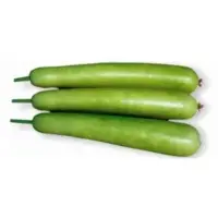 Fresh Bottle Gourd