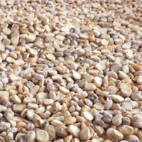 Split Chickpeas