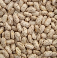 Pinto Kidney Beans