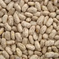Pinto Kidney Beans