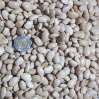 Bayo Kidney Beans