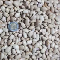 Bayo Kidney Beans