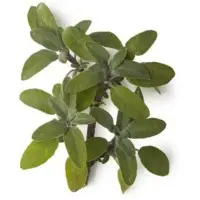 Sage Oil