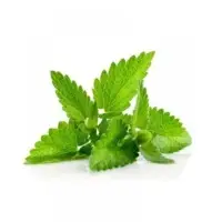 Spearmint Oil