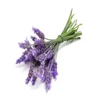 Spike Lavender Oil