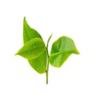 Camphor Oil