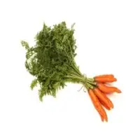 Carrot Seed Oil