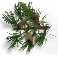 Deodar Oil