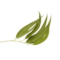 Eucalyptus Citriodora Oil