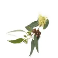 Eucalyptus Oil