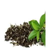 Green Tea Oil