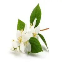 Jasmine Absolute Oil