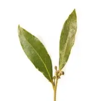 Laurel Berry Oil