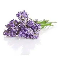 Lavender Oil