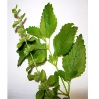 Lemon Balm Oil