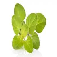 Marjoram Oil