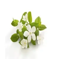 Neroli Oil