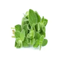 Oregano Oil