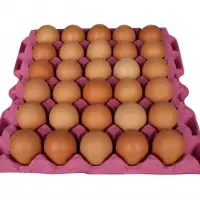 Fresh Chicken Egg