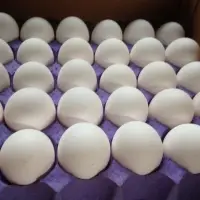 Chicken Eggs