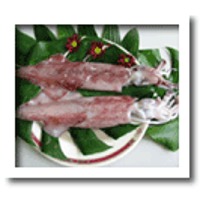 Loligo squid