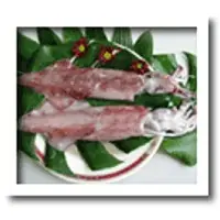 Loligo squid