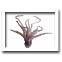 Frozen squid tentacle