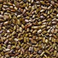 Cassia Tora Seed