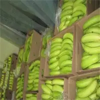 Plantain Harton