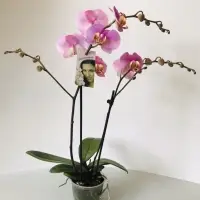 Orchid (Phalaenopsis)