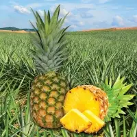 Fresh Pineapple