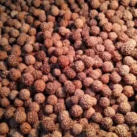 Rudraksha Seeds