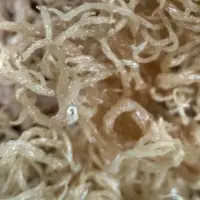Dried Seaweed Eucheuma Cottonii - White