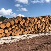 Southern Yellow Pine Logs