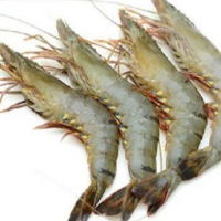 Shrimps Headon Sea Tiger