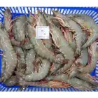Head-on White Or Flowers Shrimps