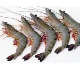 Shrimps Headon Black Tiger