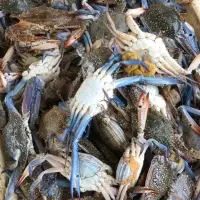 Blue Swimming Crabs