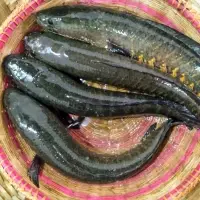 Fresh Water Fish