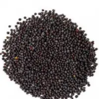 Black Mustard