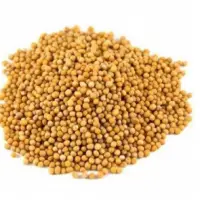 Yellow Mustard
