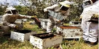 AB's Honey Pty Ltd company image 2