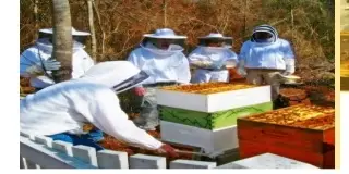 AB's Honey Pty Ltd news image 1