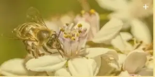 AB's Honey Pty Ltd management image 2