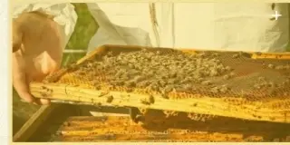 AB's Honey Pty Ltd management image 3