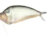 Pabda Fish