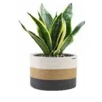 Jute + Cotton Baskets